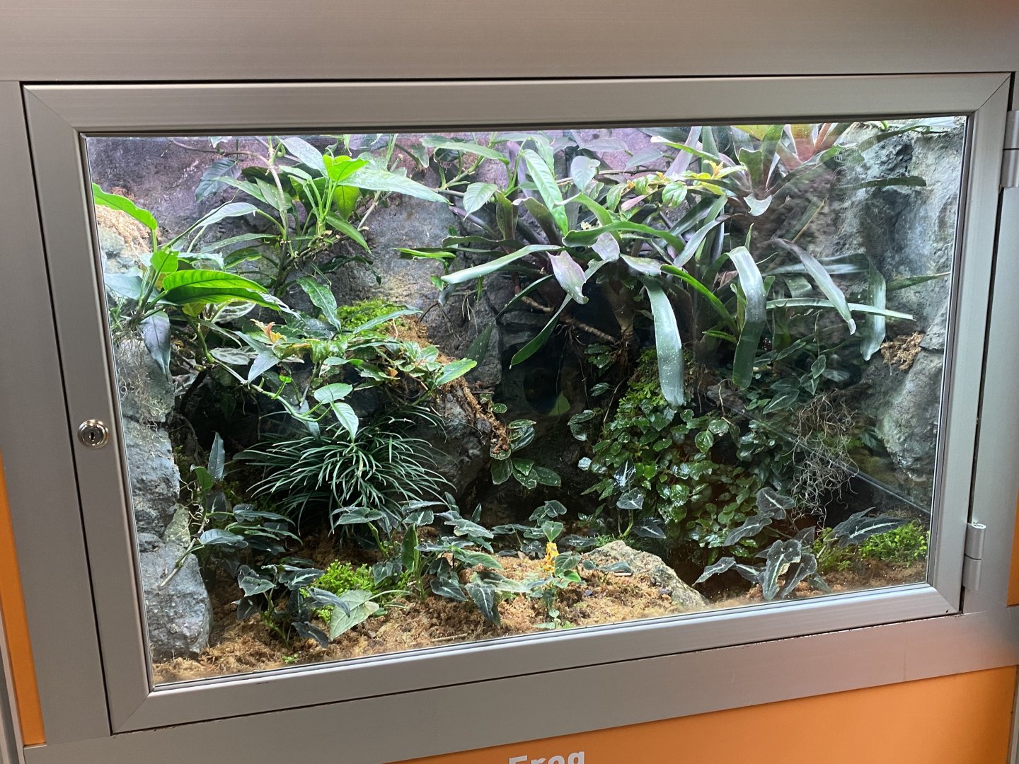 RibbitZibbit - Panamanian Golden Frog Terrarium