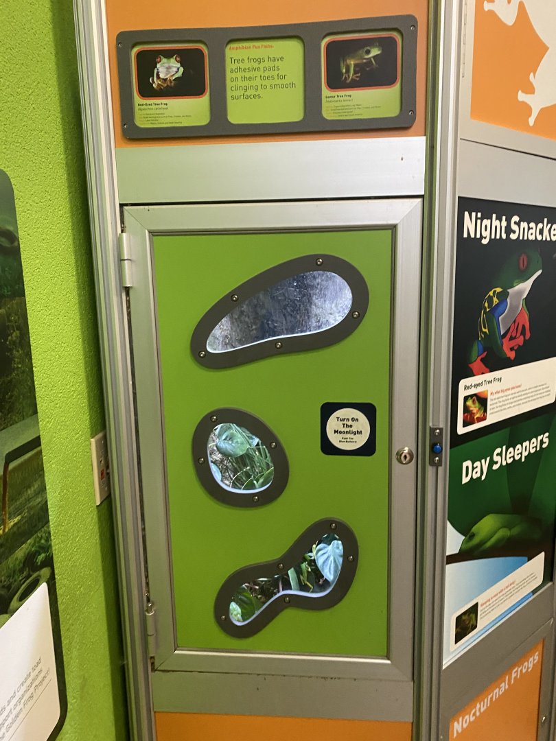 RibbitZibbit - Red-Eyed Treefrog/Lemur Treefrog Terrarium