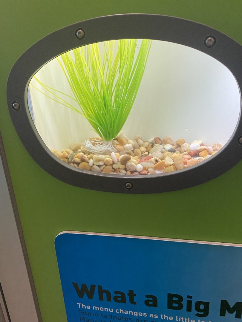 RibbitZibbit - Tadpole Display