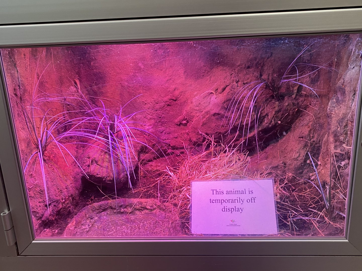 RibbitZibbit - Wyoming Toad Terrarium