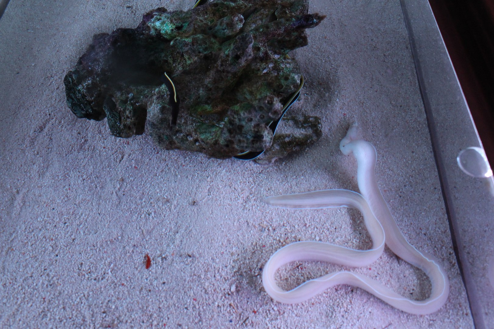 Ribbon eel(different colour)