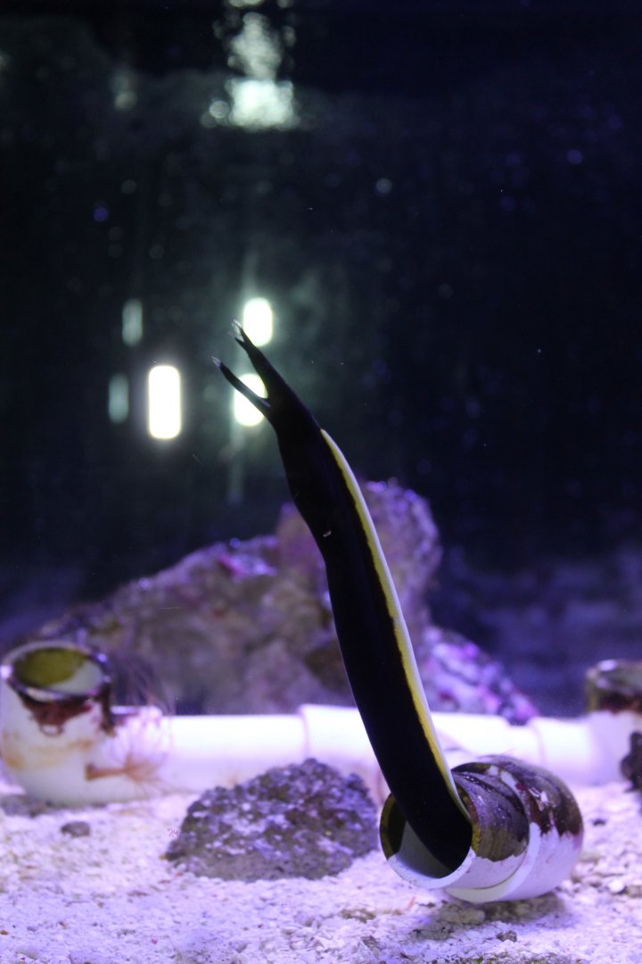 Ribbon Eel (Rhinomuraena quaesita)