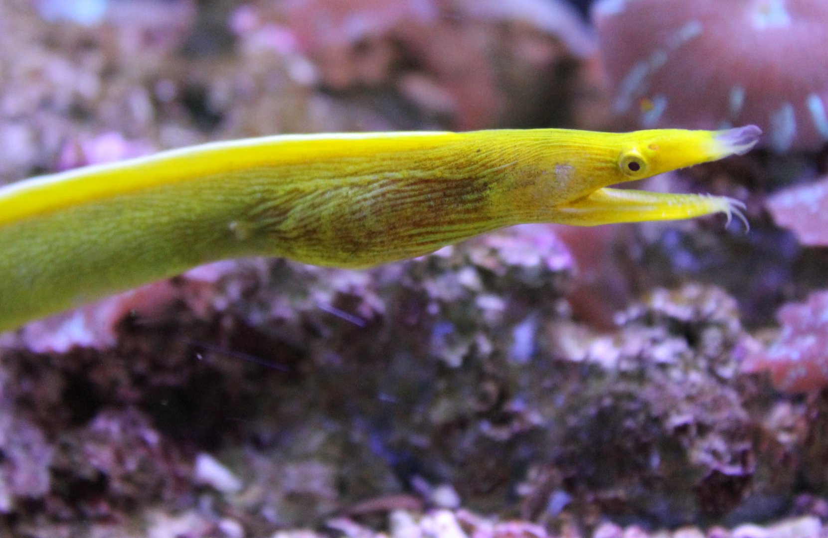 Ribbon eel - Rhinomuraena quaesita