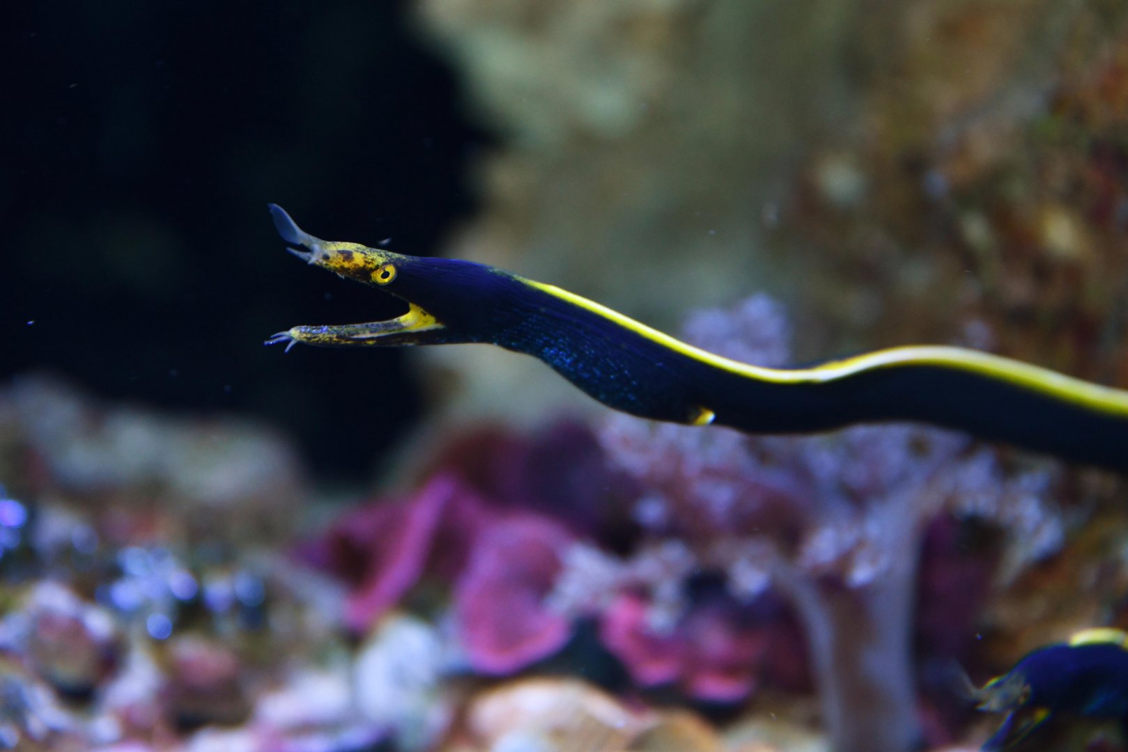 Ribbon eel (Rhinomuraena quaesita)