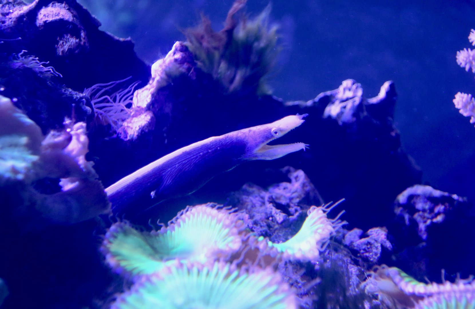 Ribbon Eel (Rhinomuraena quaesita)