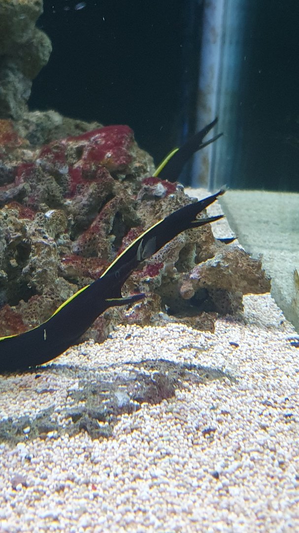 Ribbon Eel (Rhinomuraena quaesita)