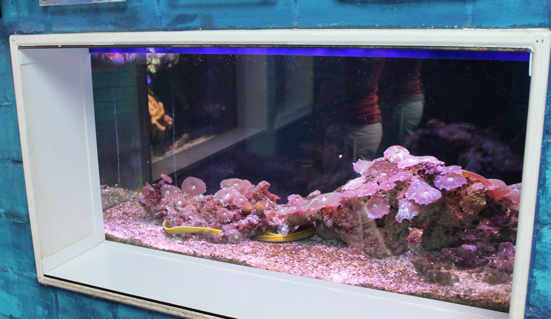 Ribbon eel tank