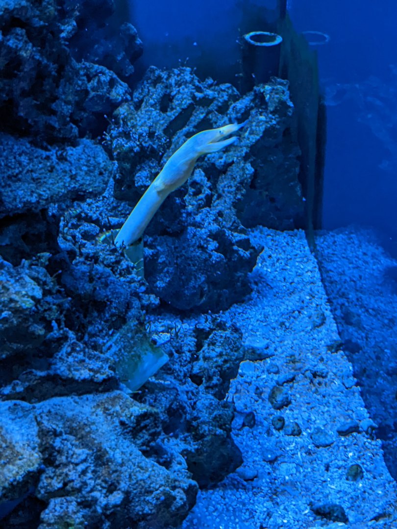 Ribbon Eel - Underwater Beauty
