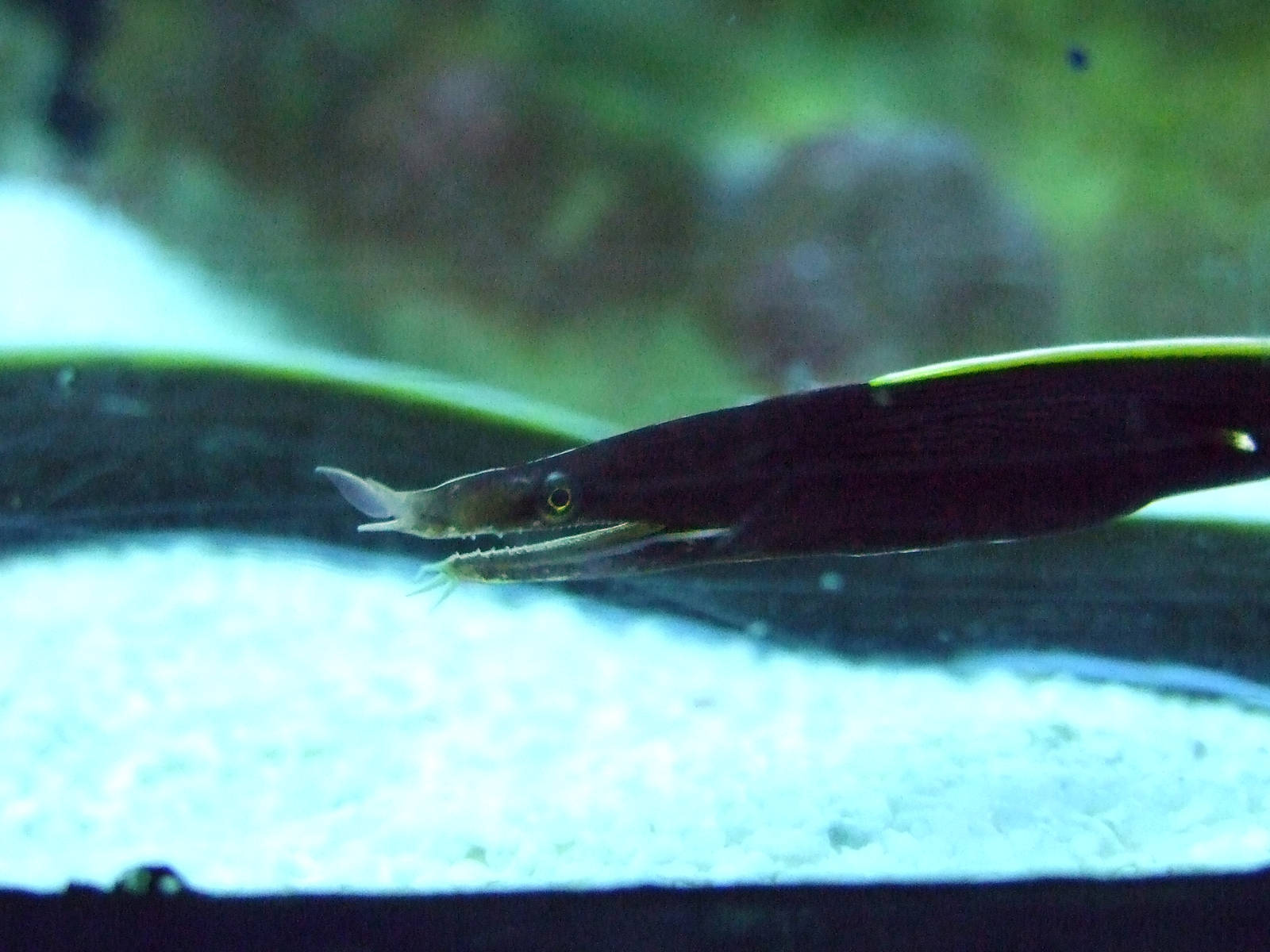 Ribbon eel