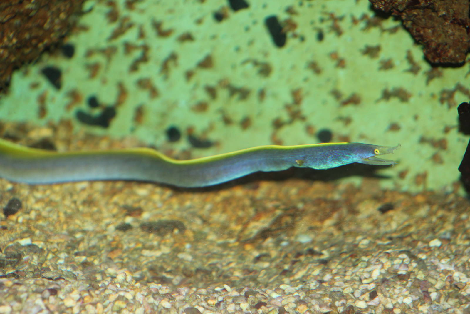 Ribbon eel