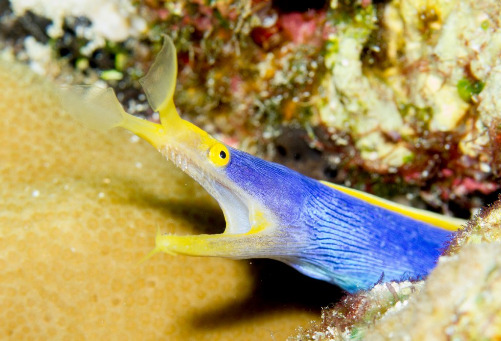 Ribbon Eel