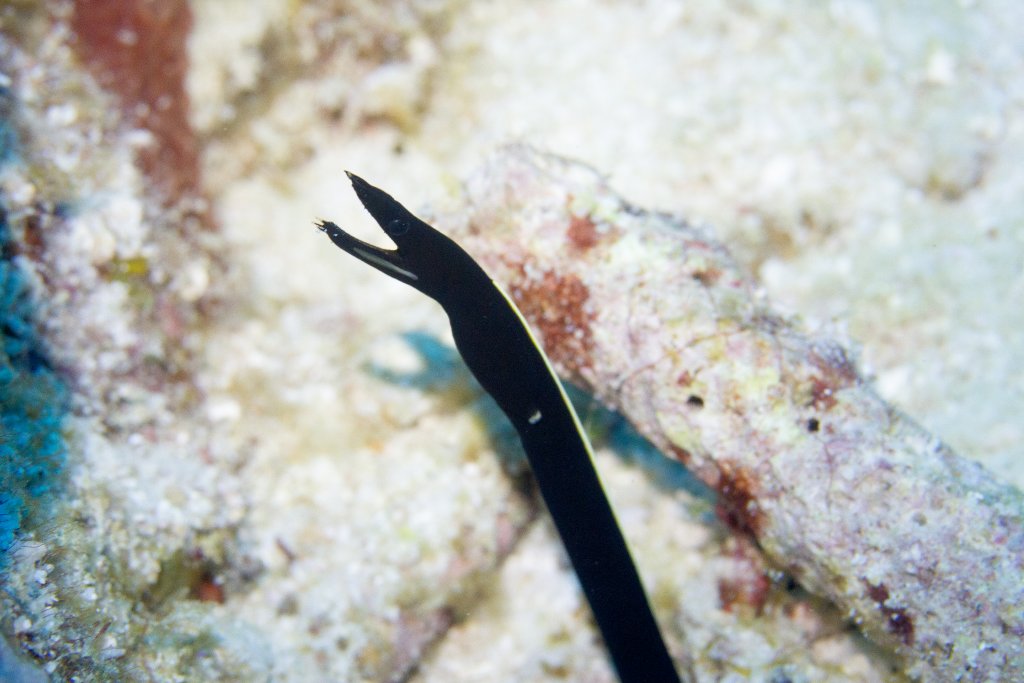 Ribbon Eel
