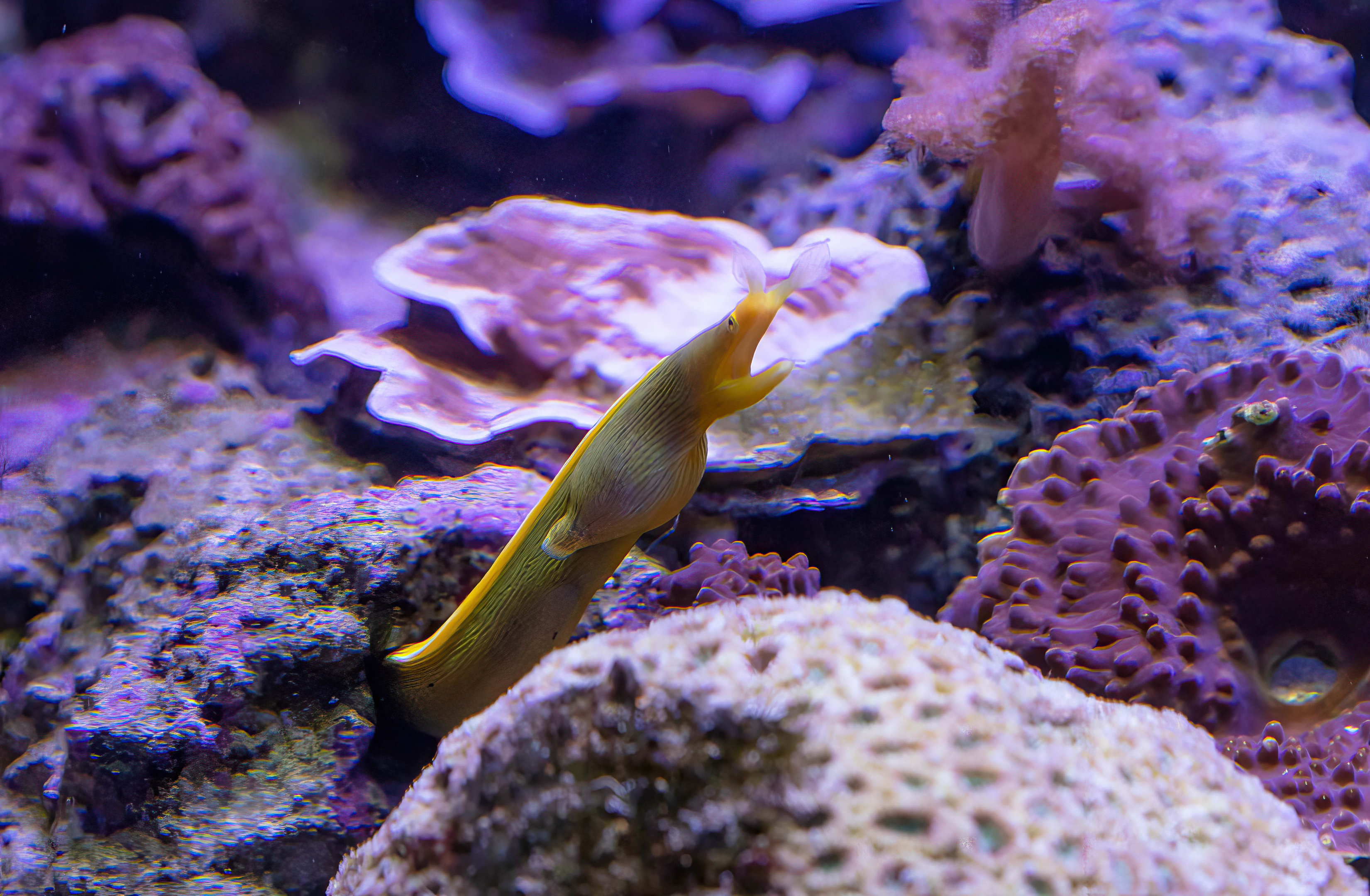 Ribbon Eel