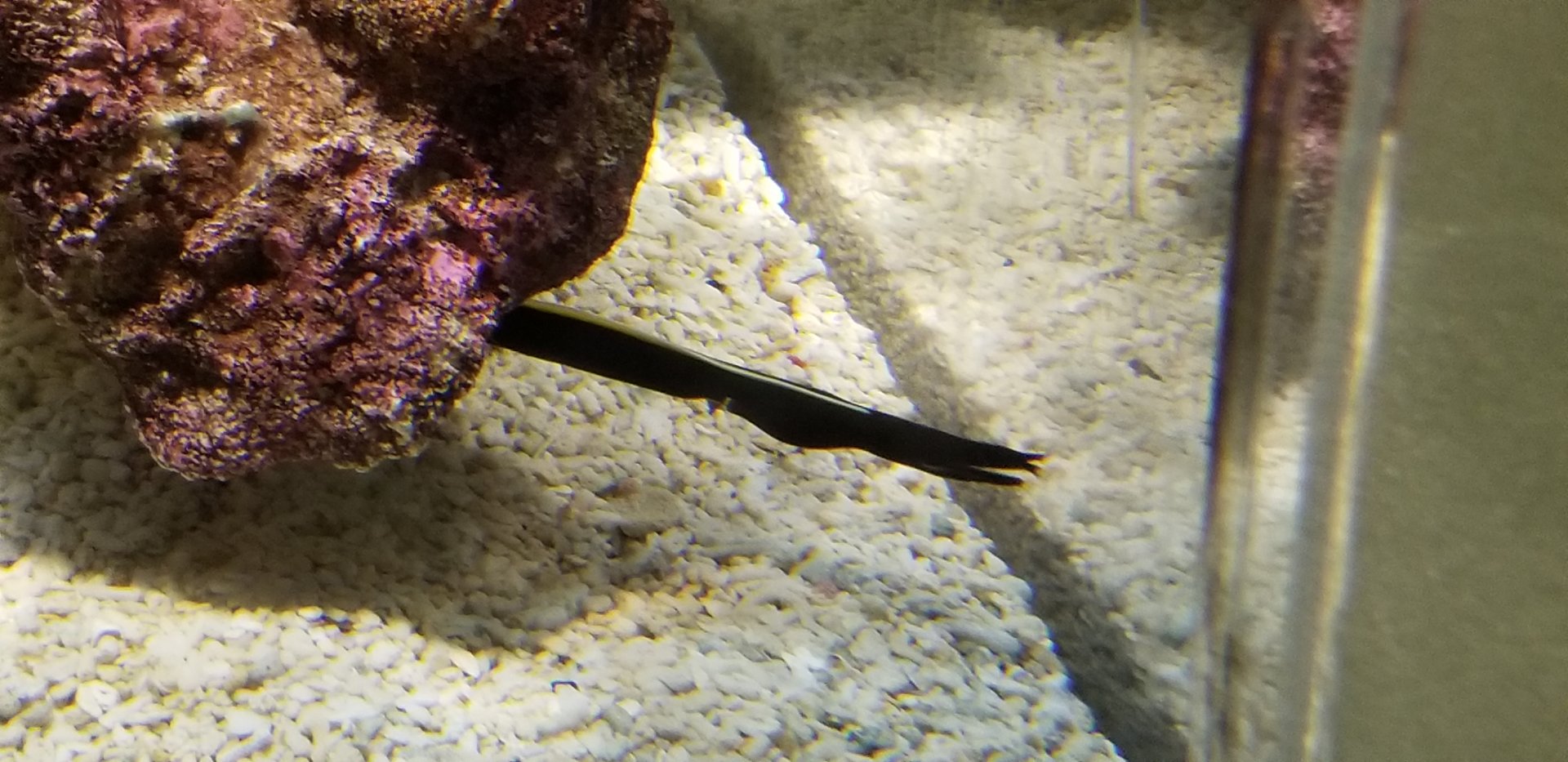 Ribbon Eel