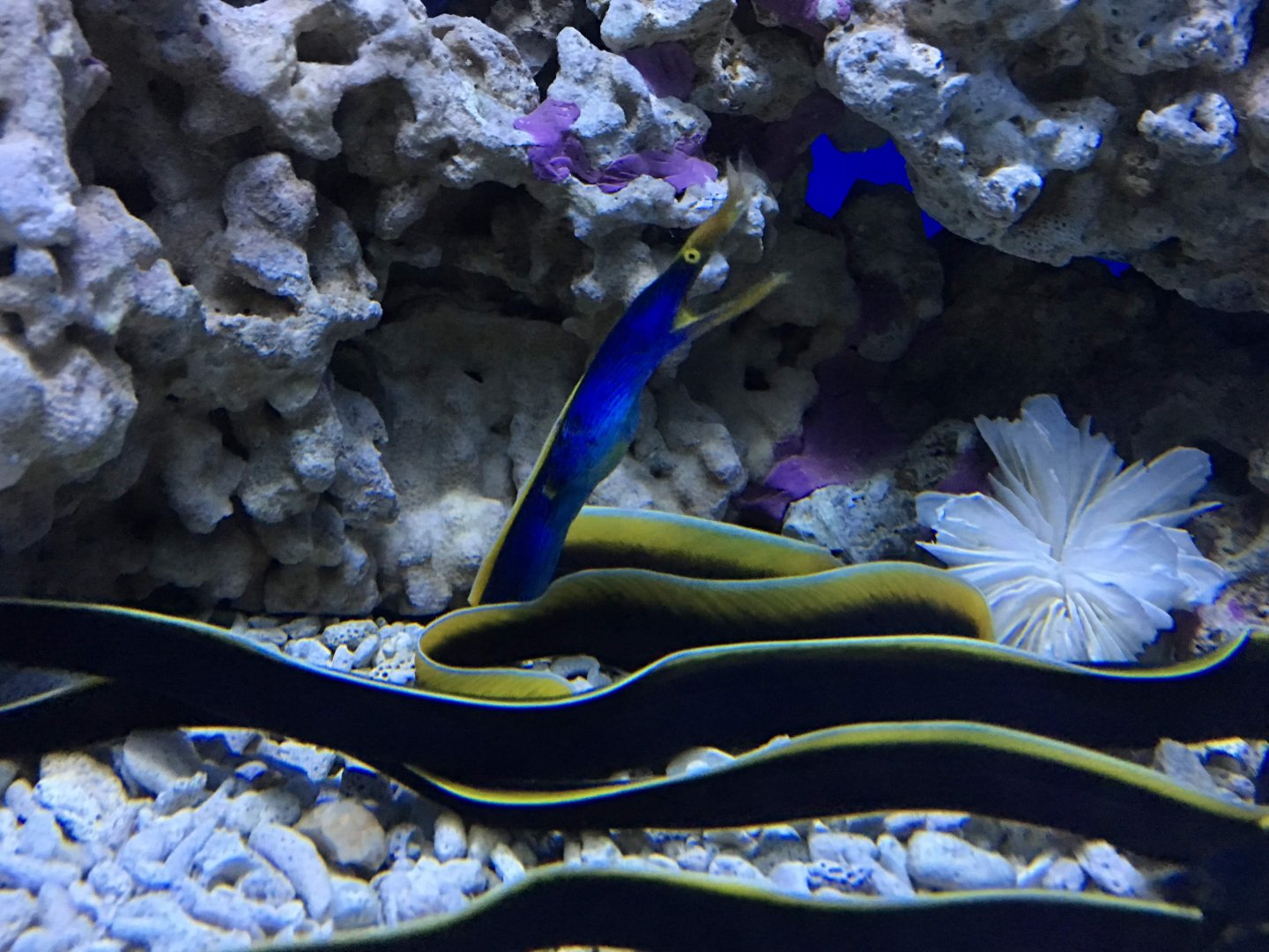 Ribbon Eel