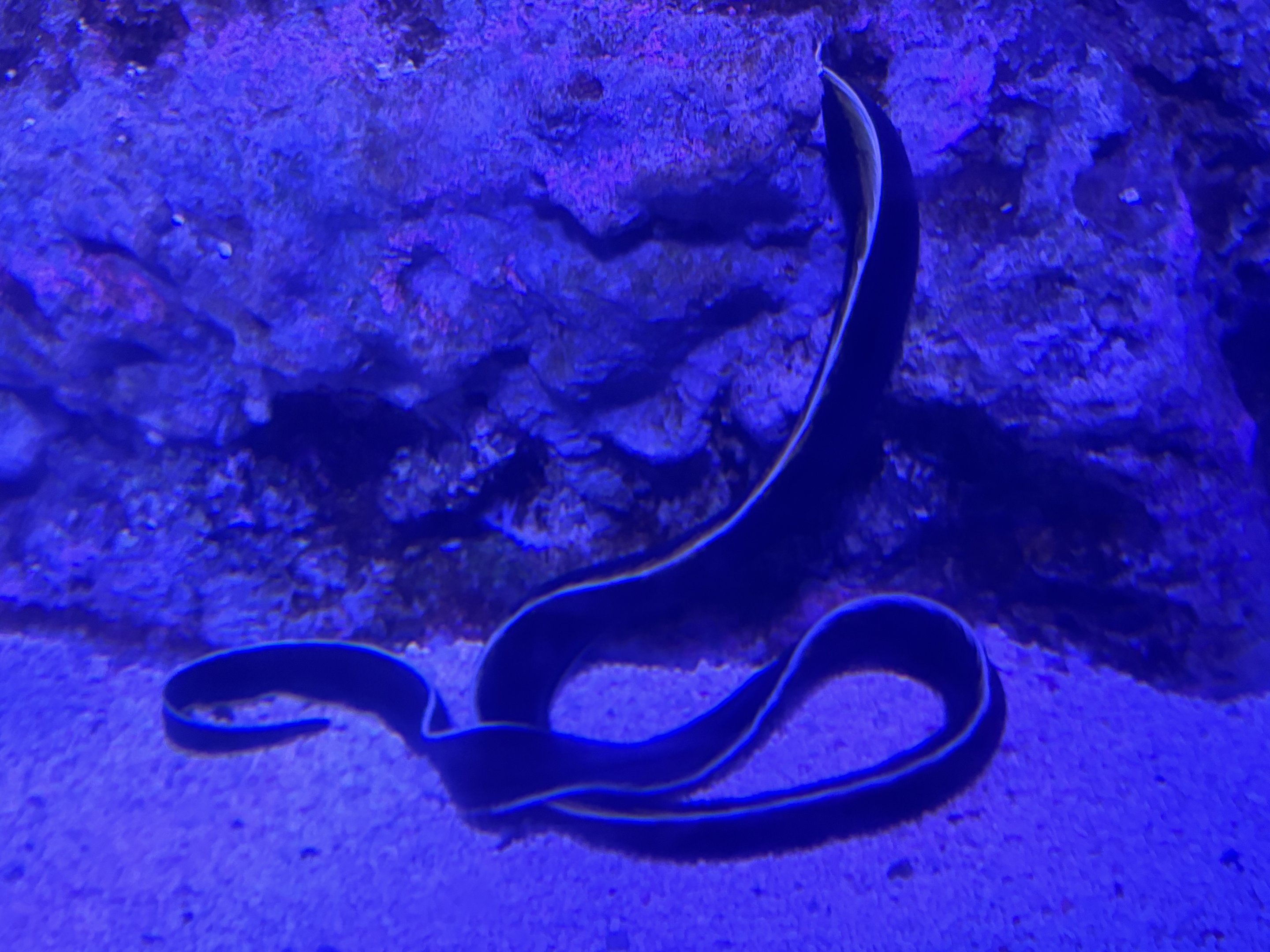 Ribbon Eel