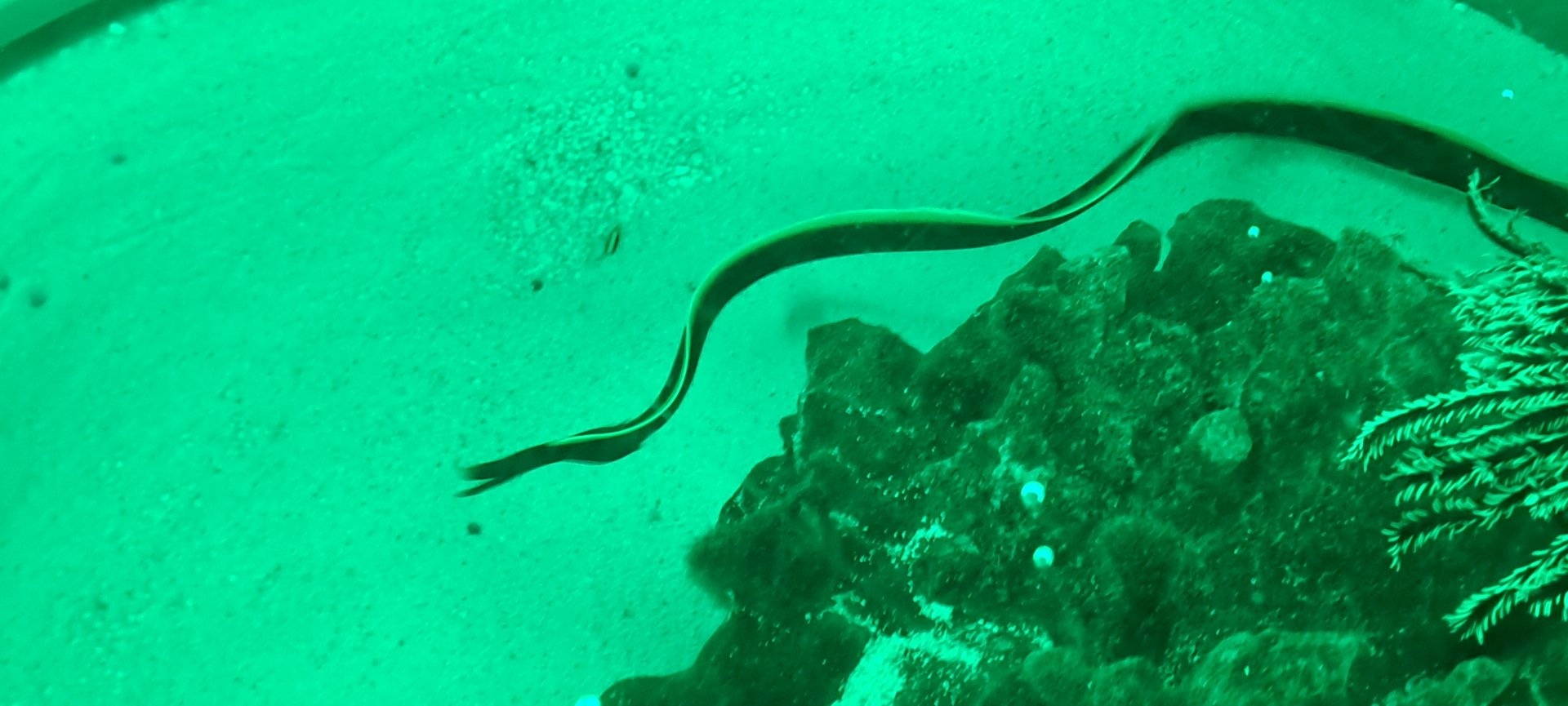 Ribbon Eel