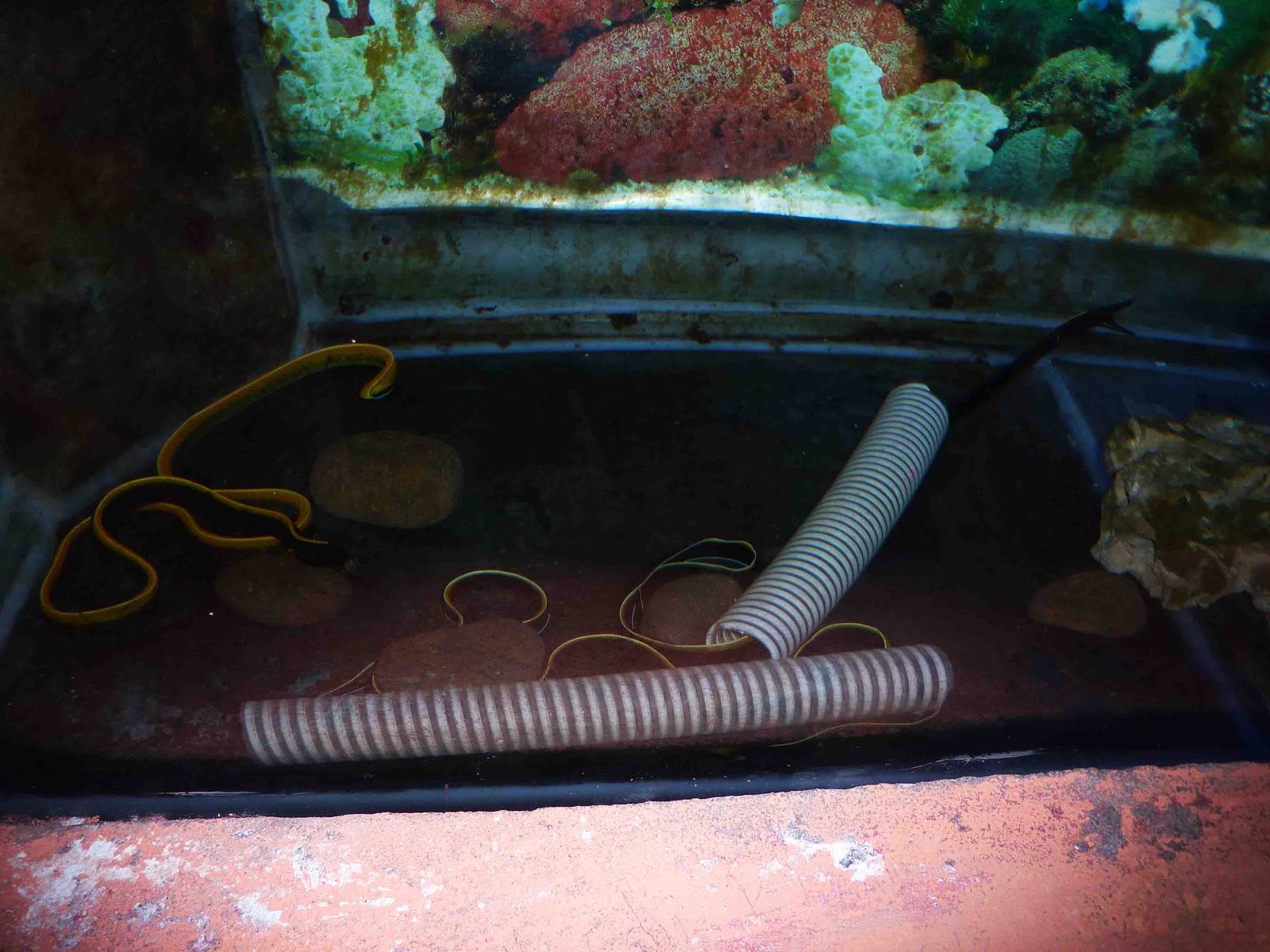 Ribbon eels, May 2013.