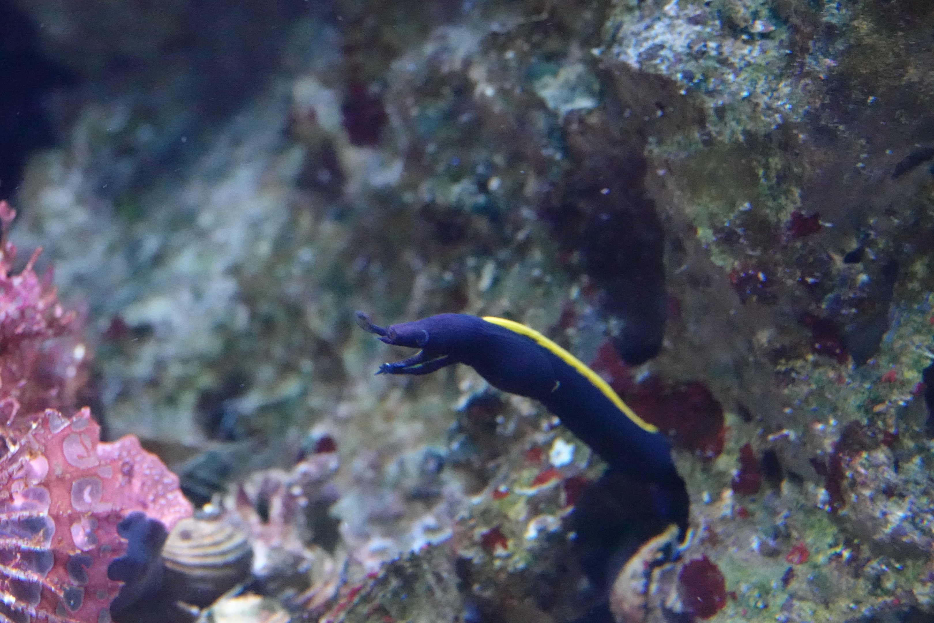 Ribbon moray