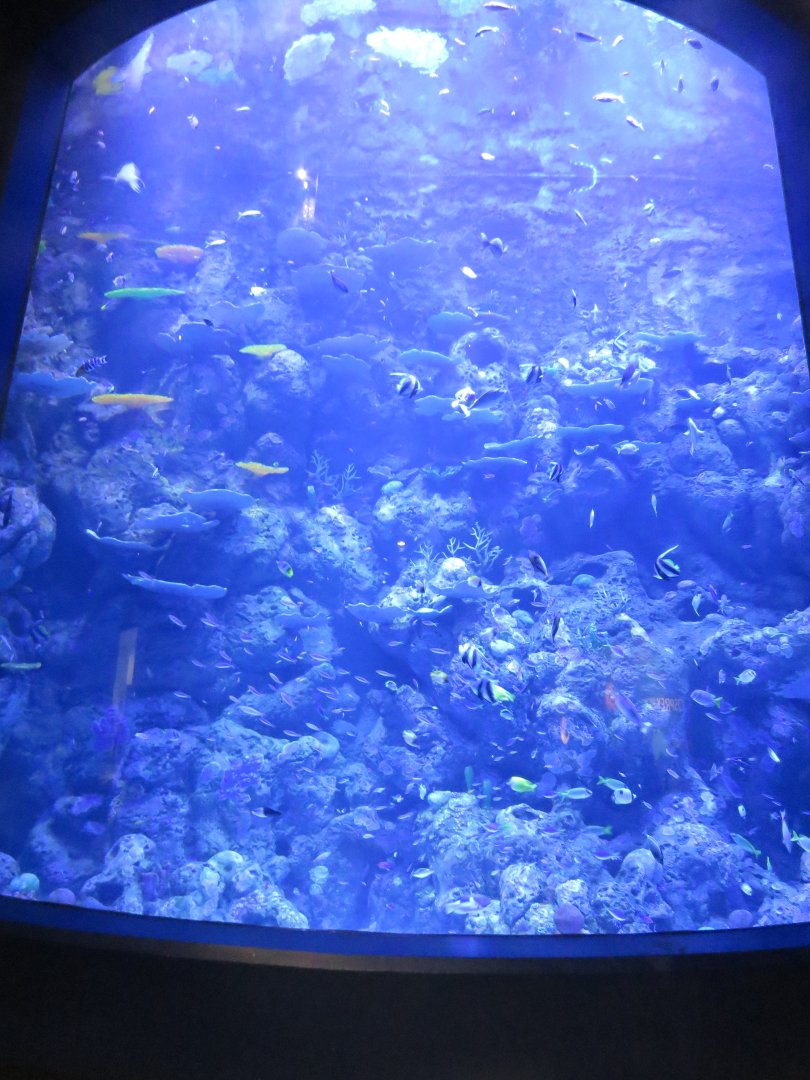 Ribbon reefs tank