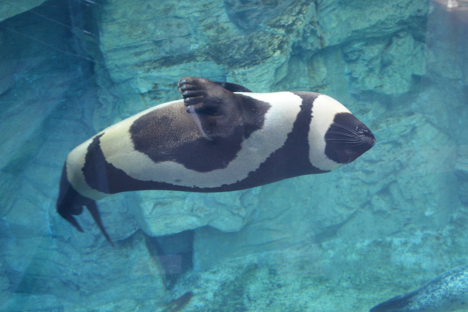 Ribbon seal (Histriophoca fasciata)