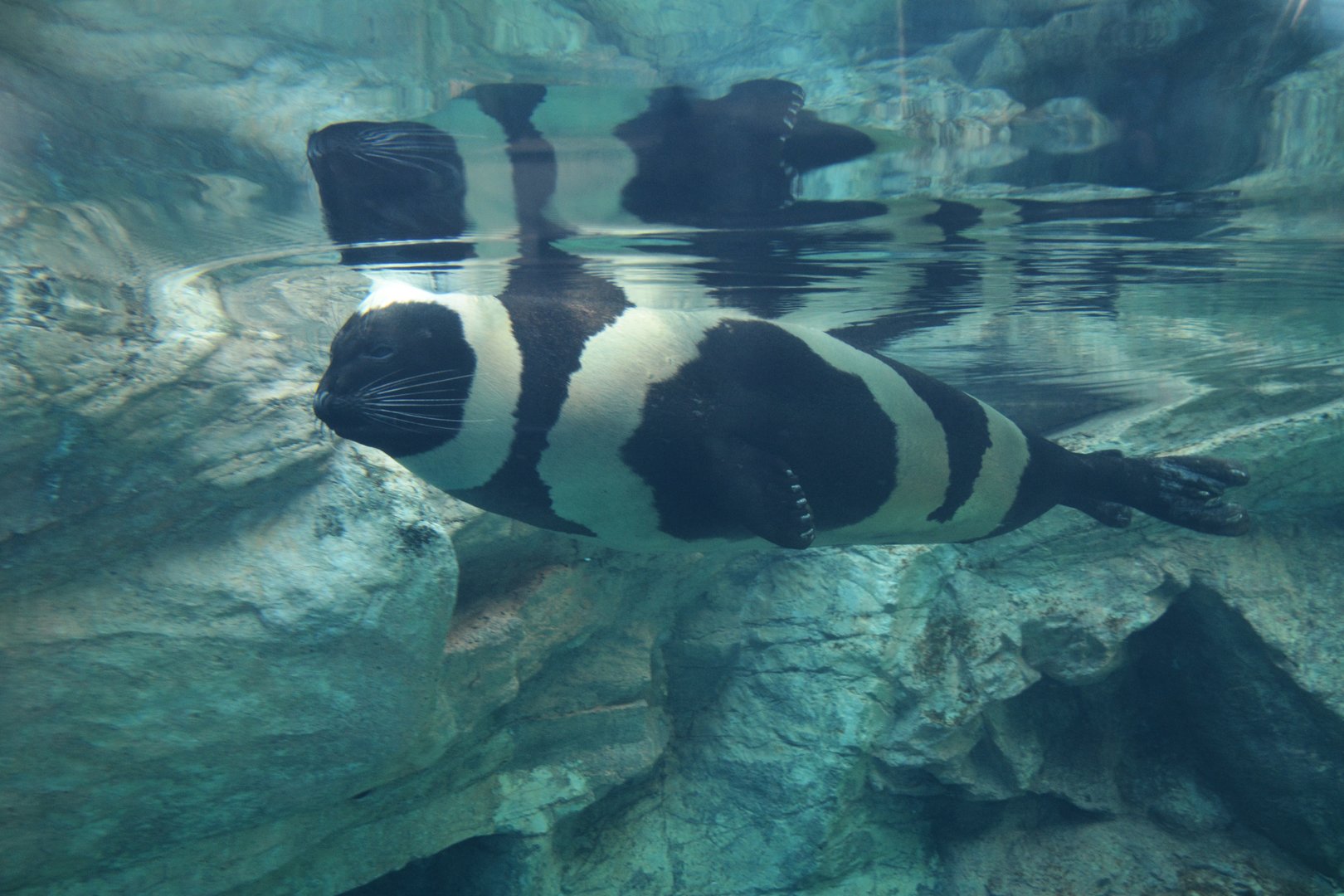 Ribbon seal (Histriophoca fasciata)