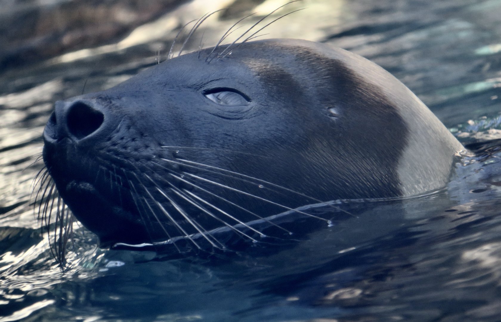 Ribbon Seal (Histriophoca fasciata)