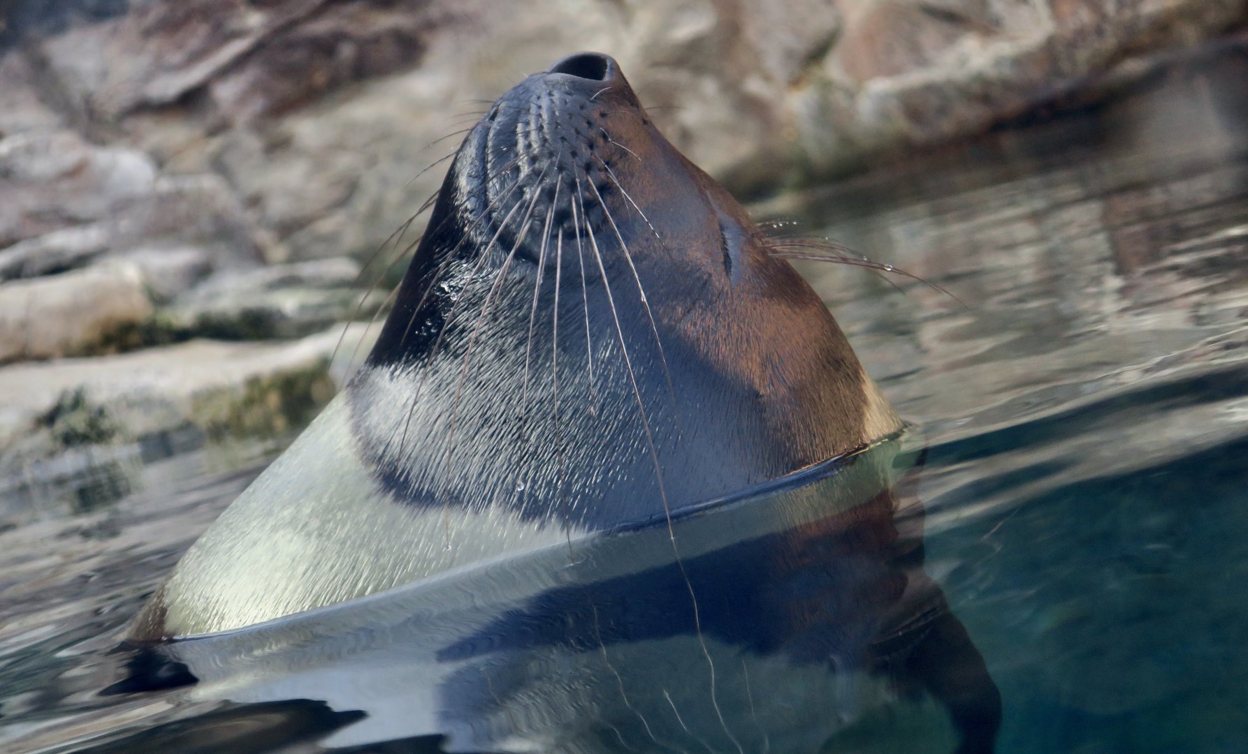 Ribbon Seal (Histriophoca fasciata)