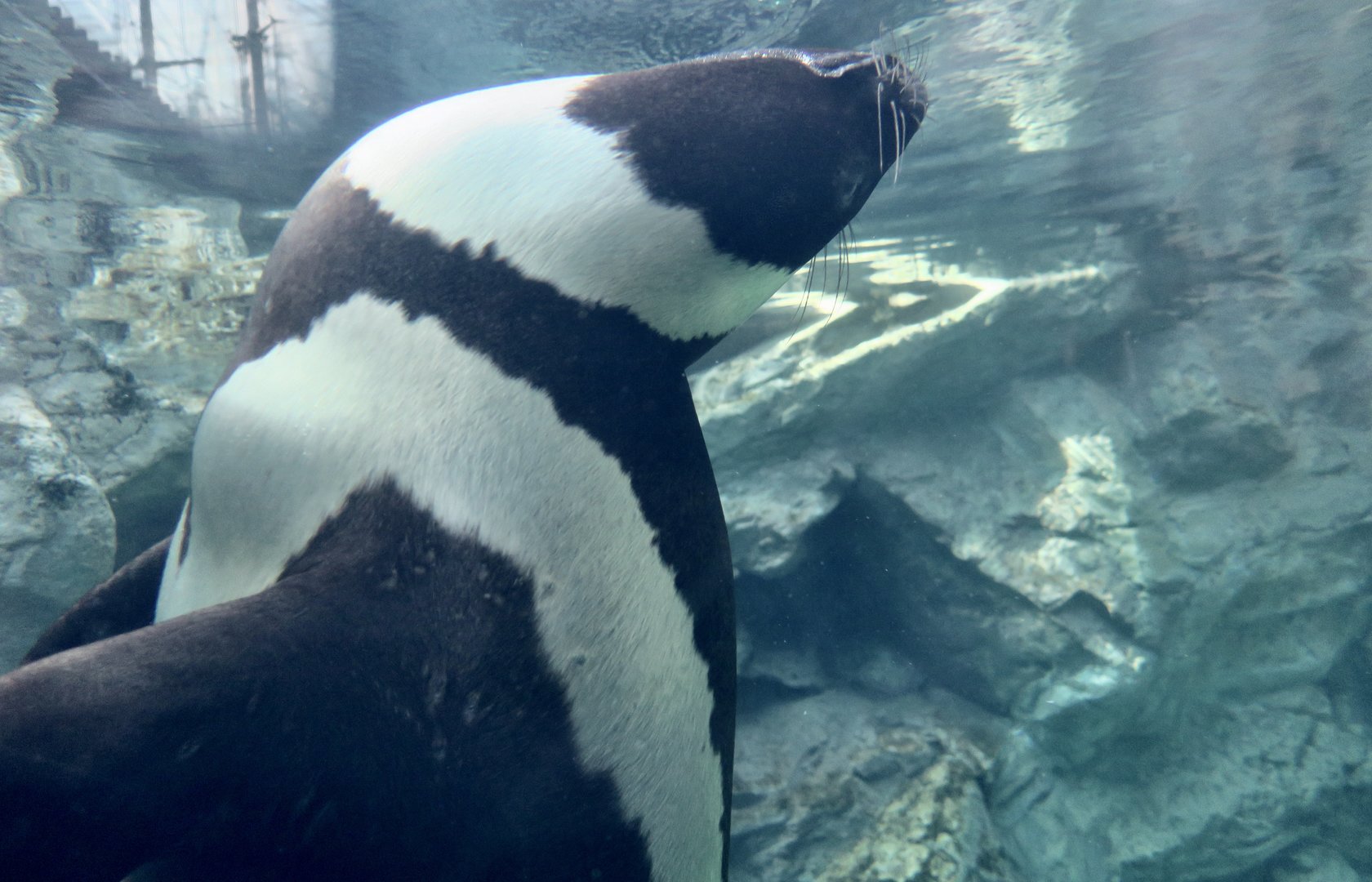 Ribbon Seal (Histriophoca fasciata)