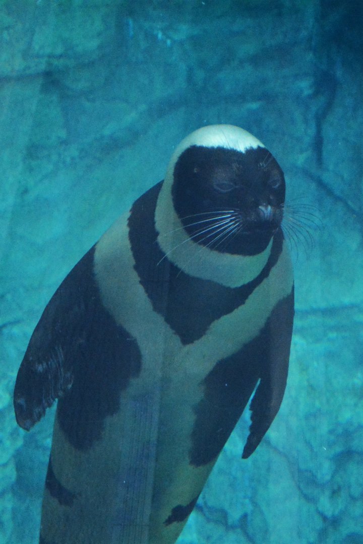 Ribbon seal (Histriophoca fasciata)