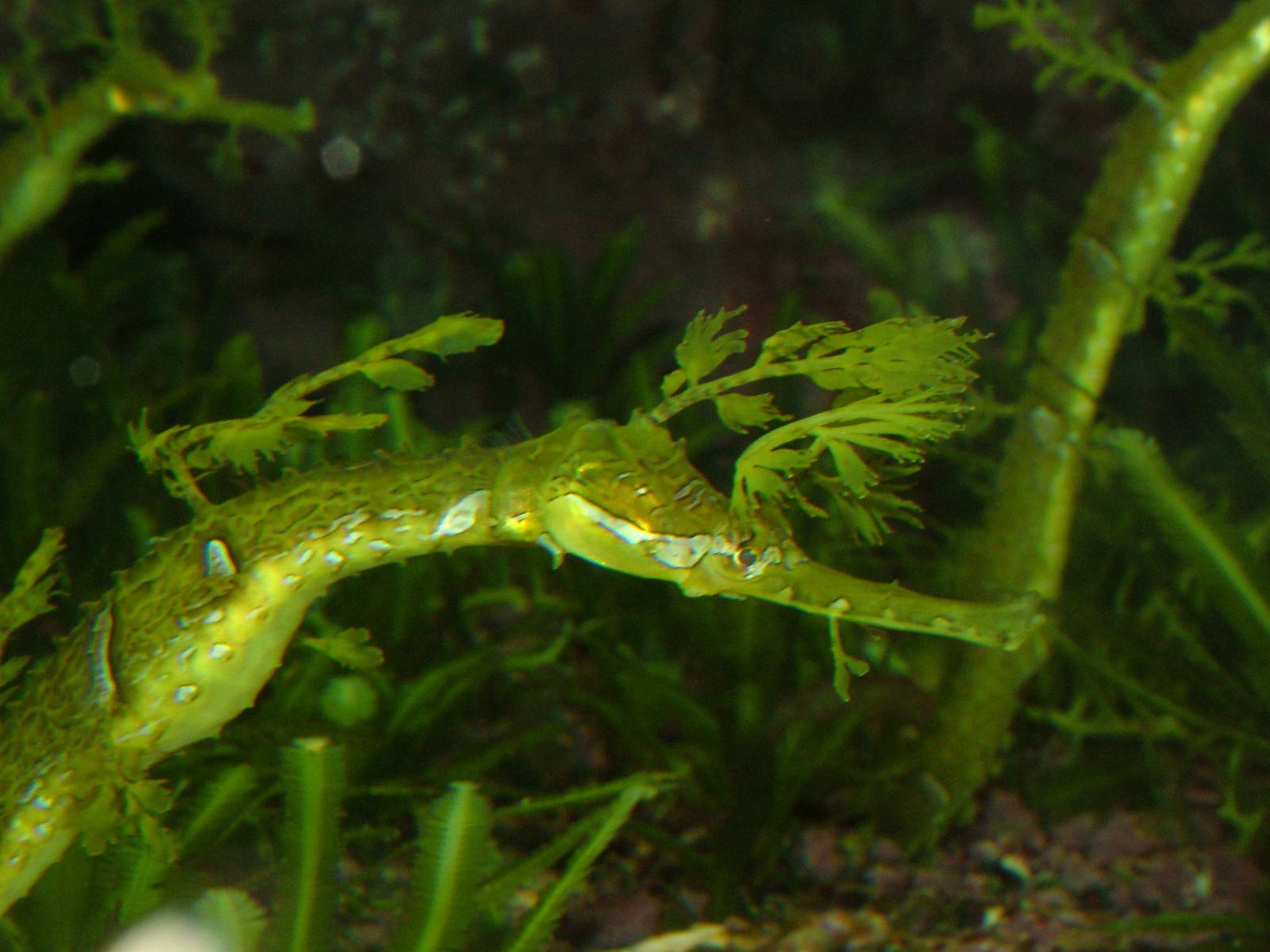 Ribboned Sea Dragon at Wilhelma, Stuttgart 02/09/10