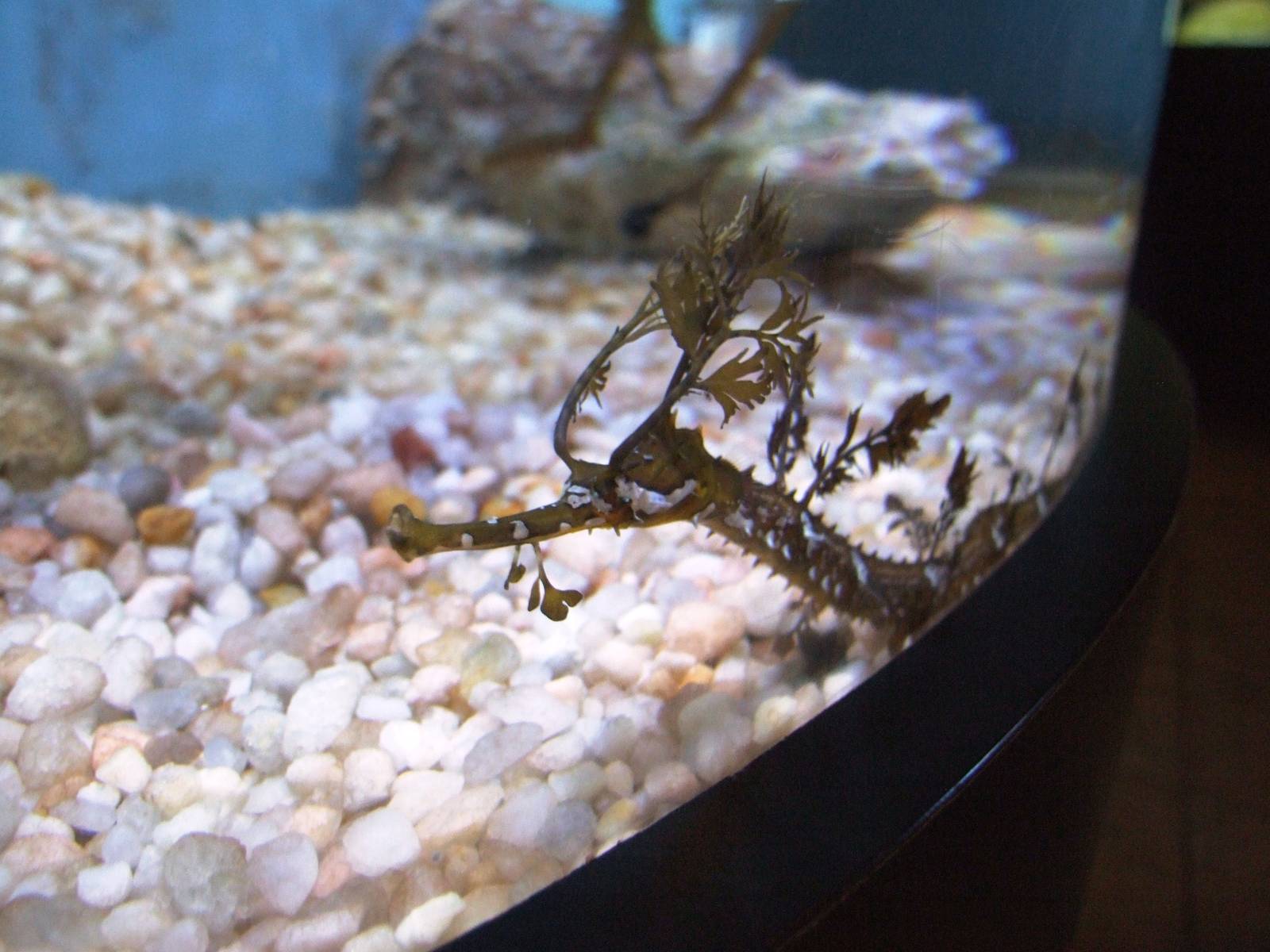 Ribboned Seadragon at Mote, 07/10/13