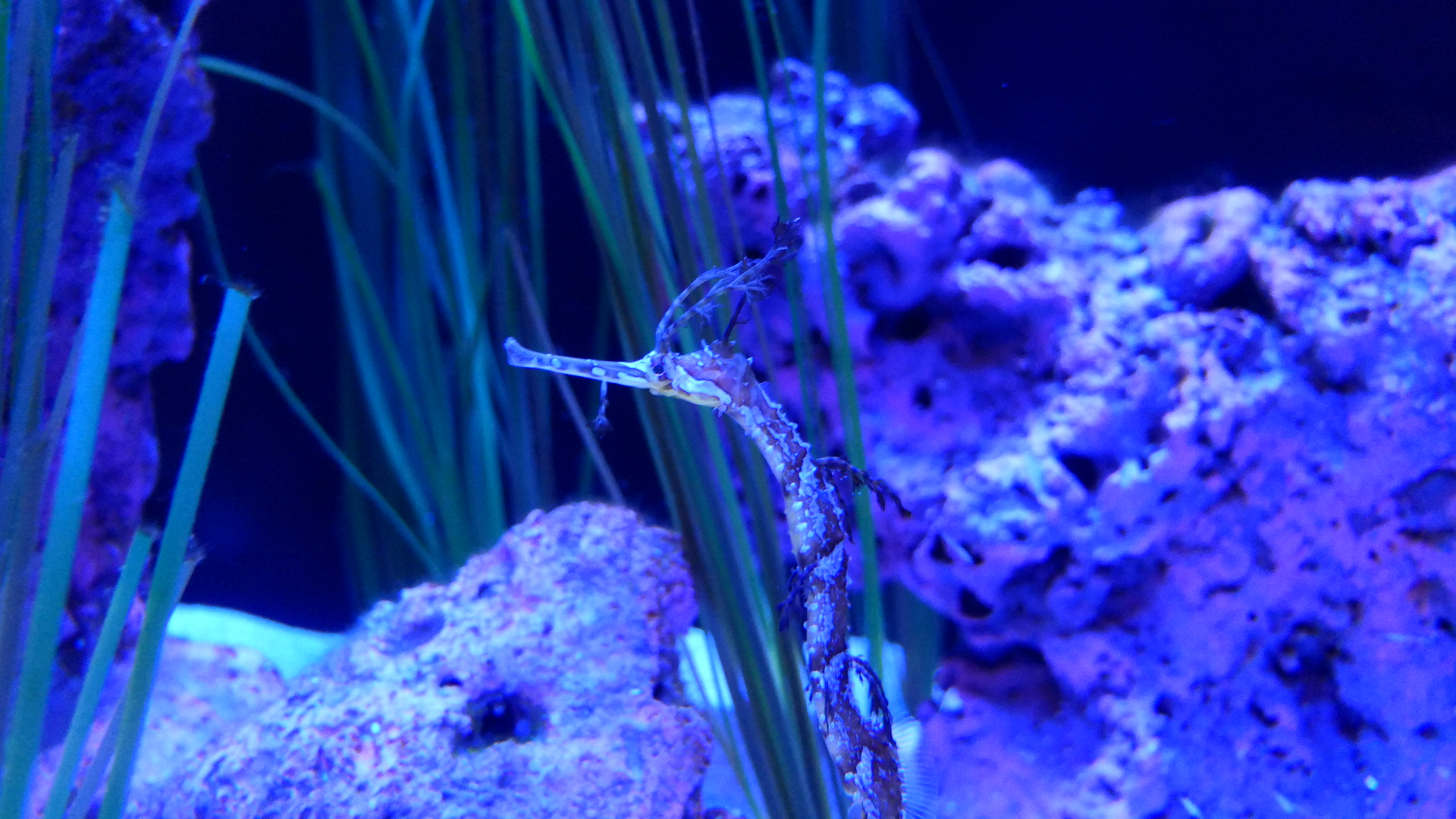 Ribboned Seadragon (Haliichthys taeniophorus)