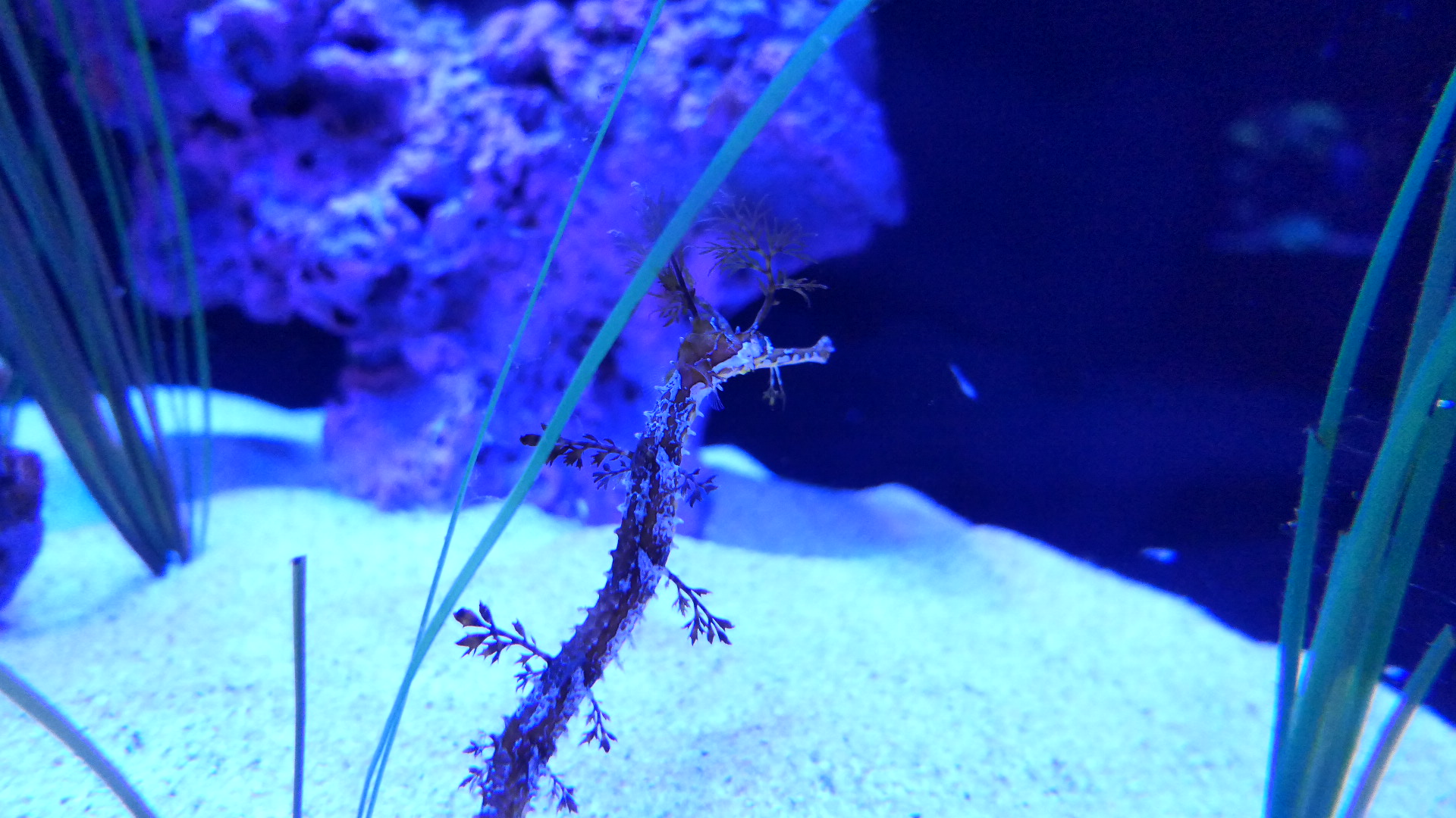 Ribboned Seadragon (Haliichthys taeniophorus)