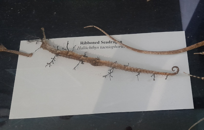 Ribboned Seadragon Specimen