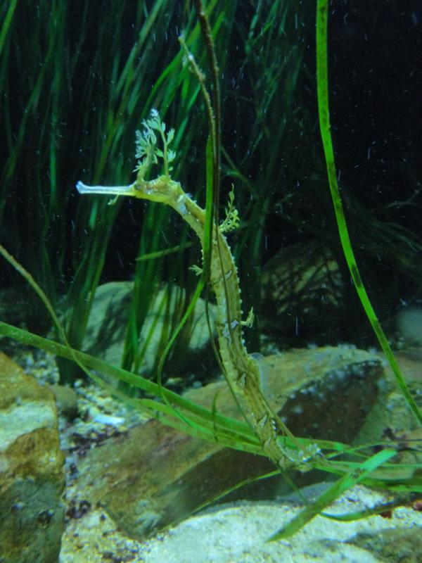 Ribboned Seadragon