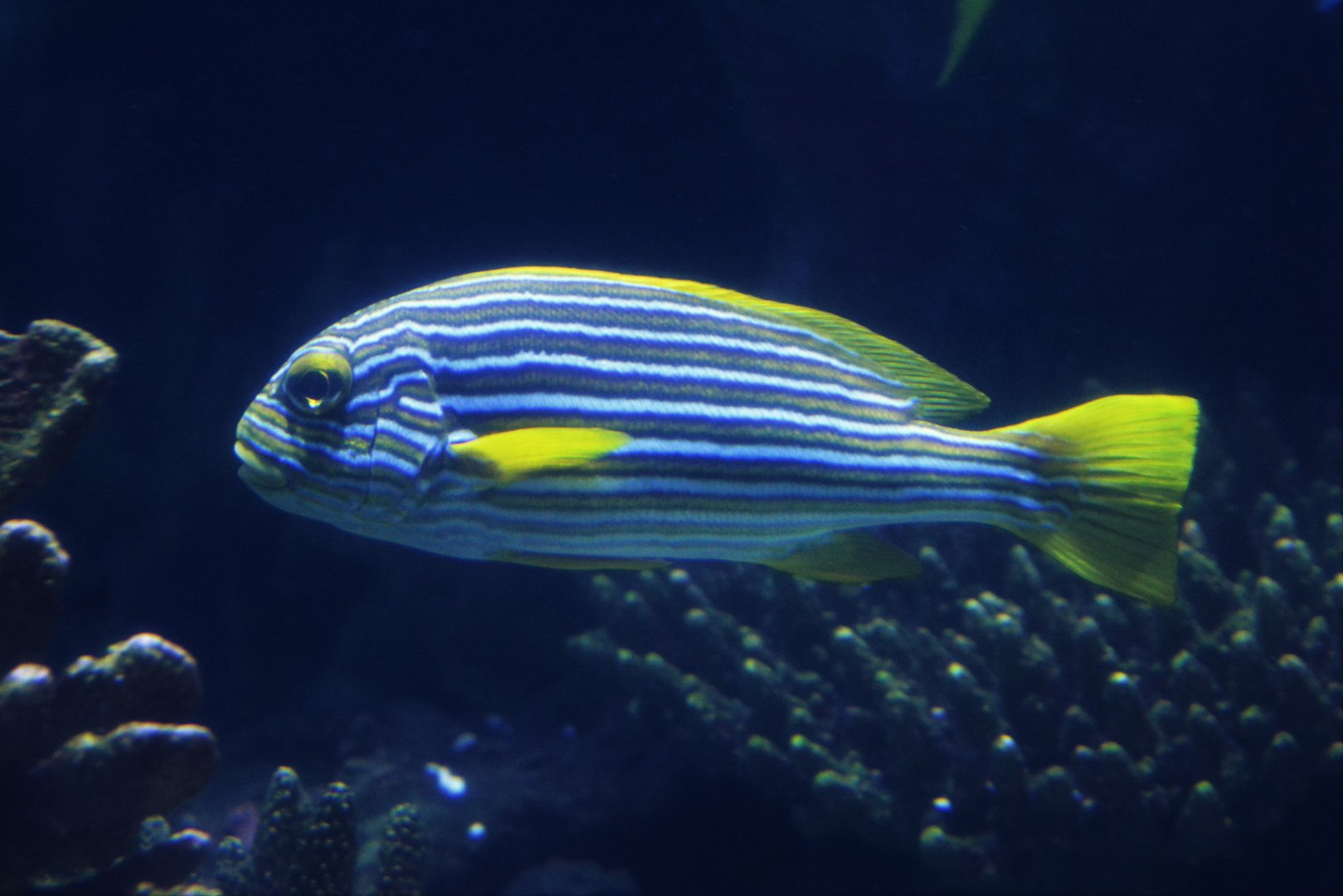 Ribboned sweetlips (Plectorhinchus polytaenia)