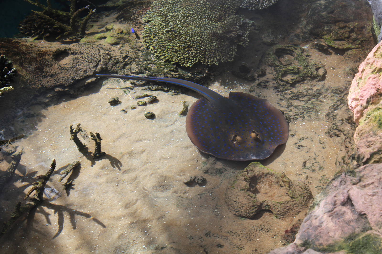 Ribbontail Stingray - Oct 2014