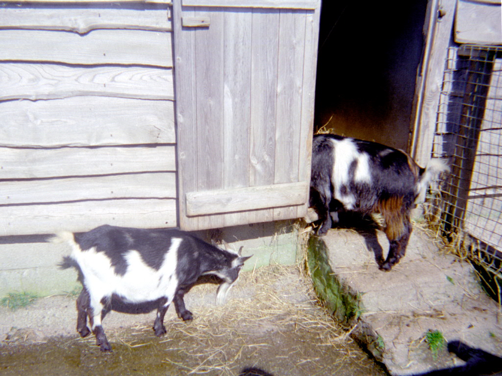 Riber Castle Wildlife Park - mid-1990s