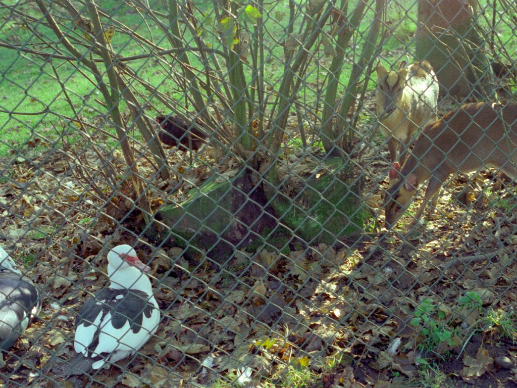 Riber Castle Wildlife Park - mid-1990s