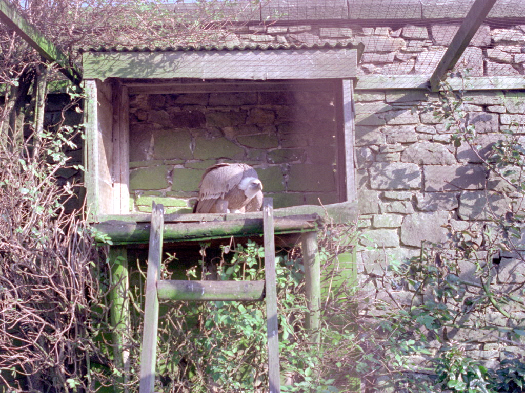 Riber Castle Wildlife Park - mid-1990s