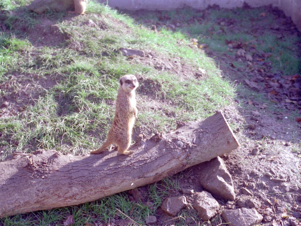 Riber Castle Wildlife Park - mid-1990s