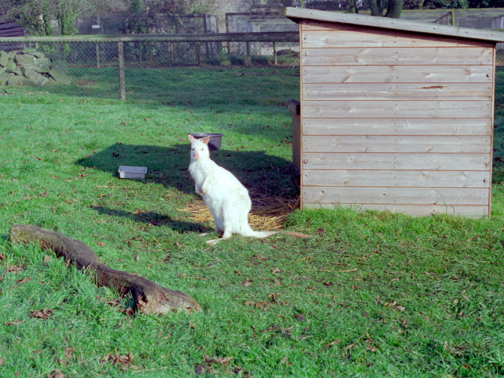 Riber Castle Wildlife Park - mid-1990s
