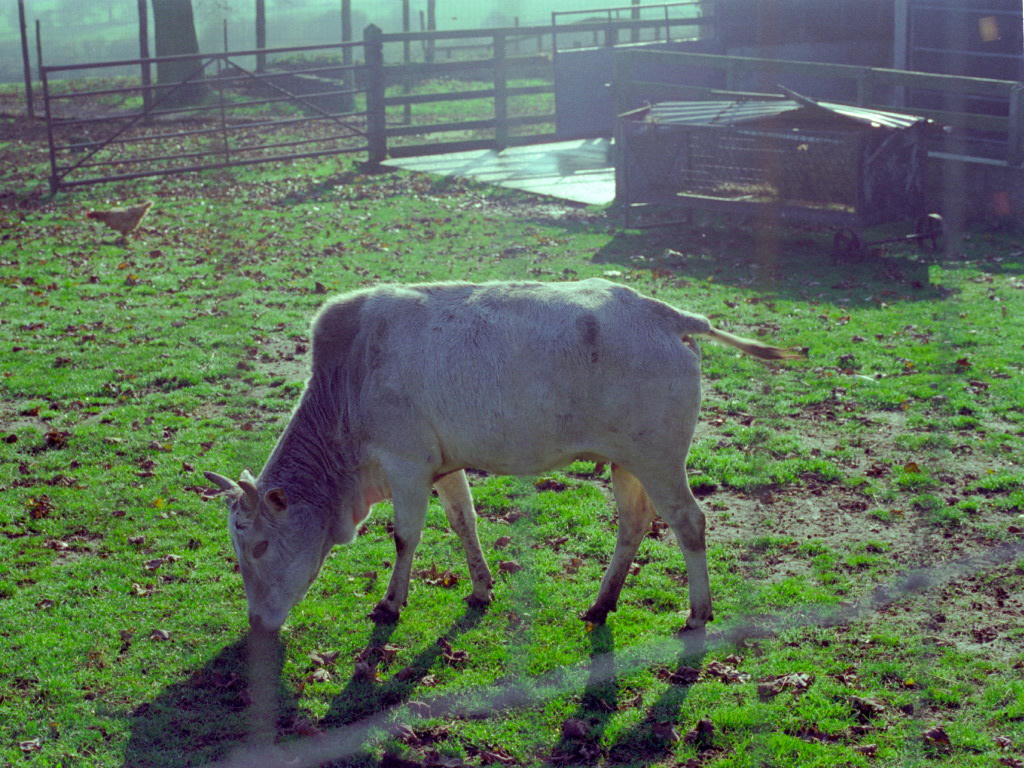 Riber Castle Wildlife Park - mid-1990s