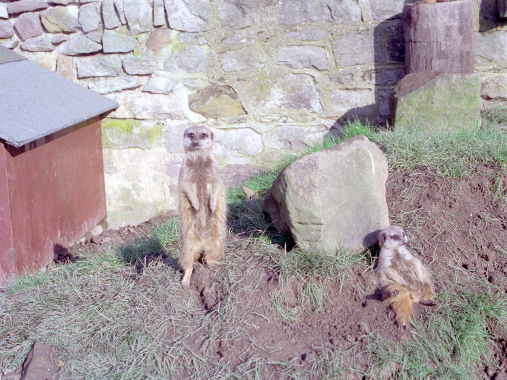 Riber Castle Wildlife Park - mid-1990s