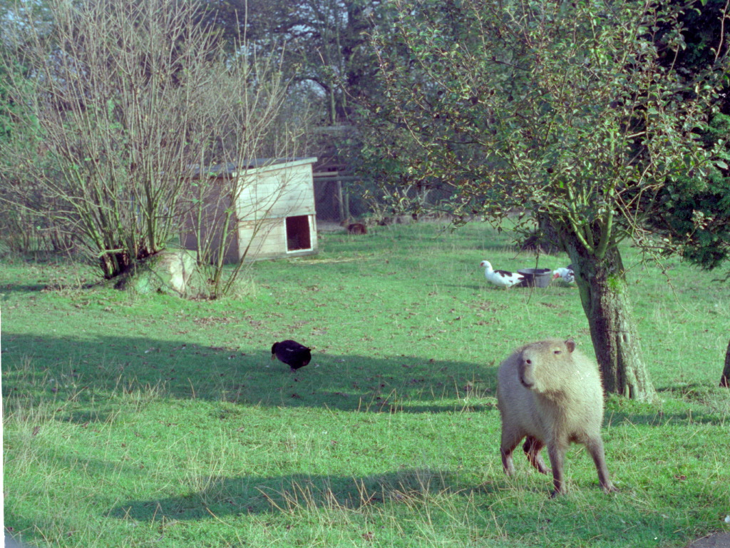 Riber Castle Wildlife Park - mid-1990s