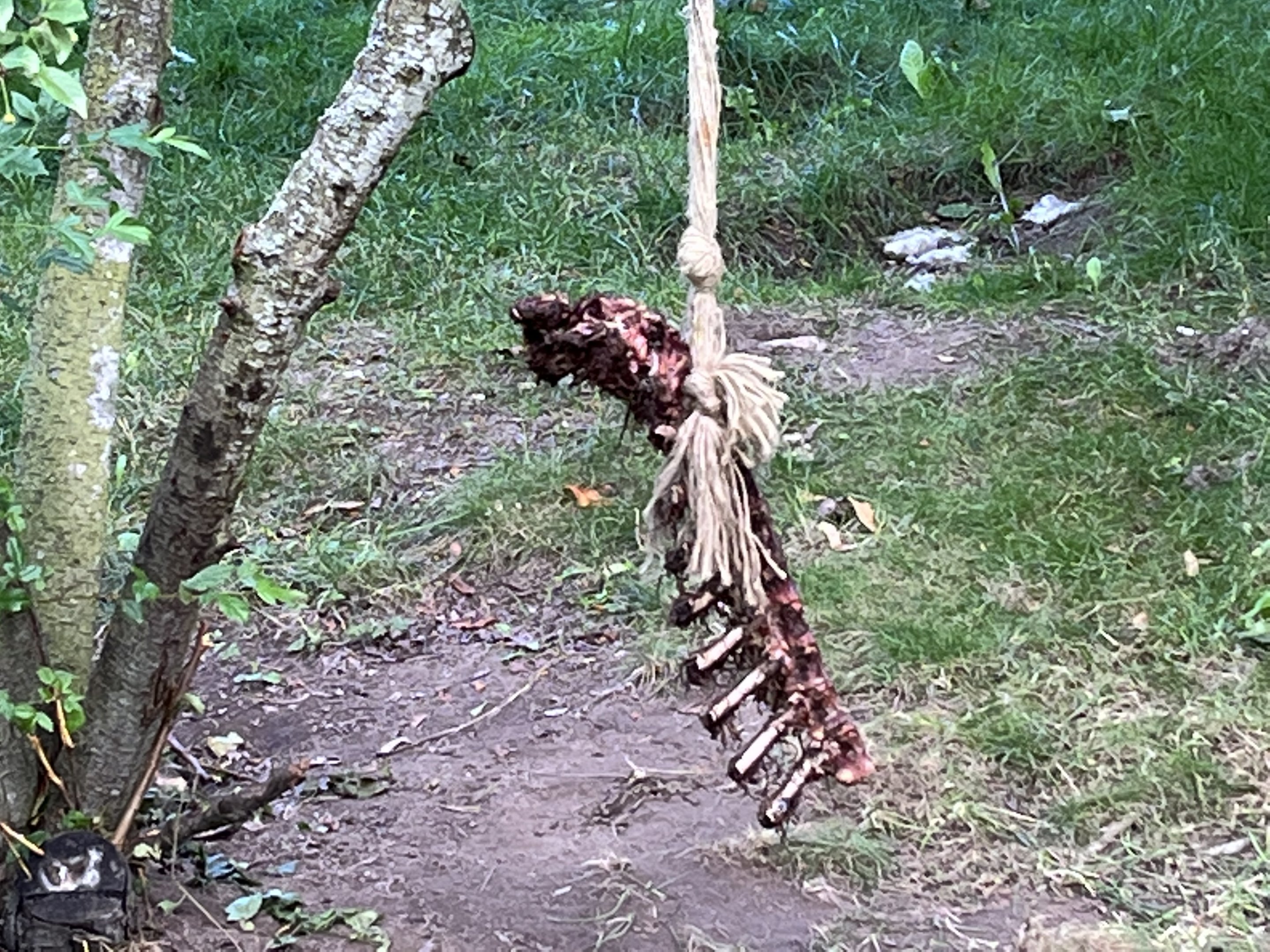 Ribs in Bush Dog Exhibit