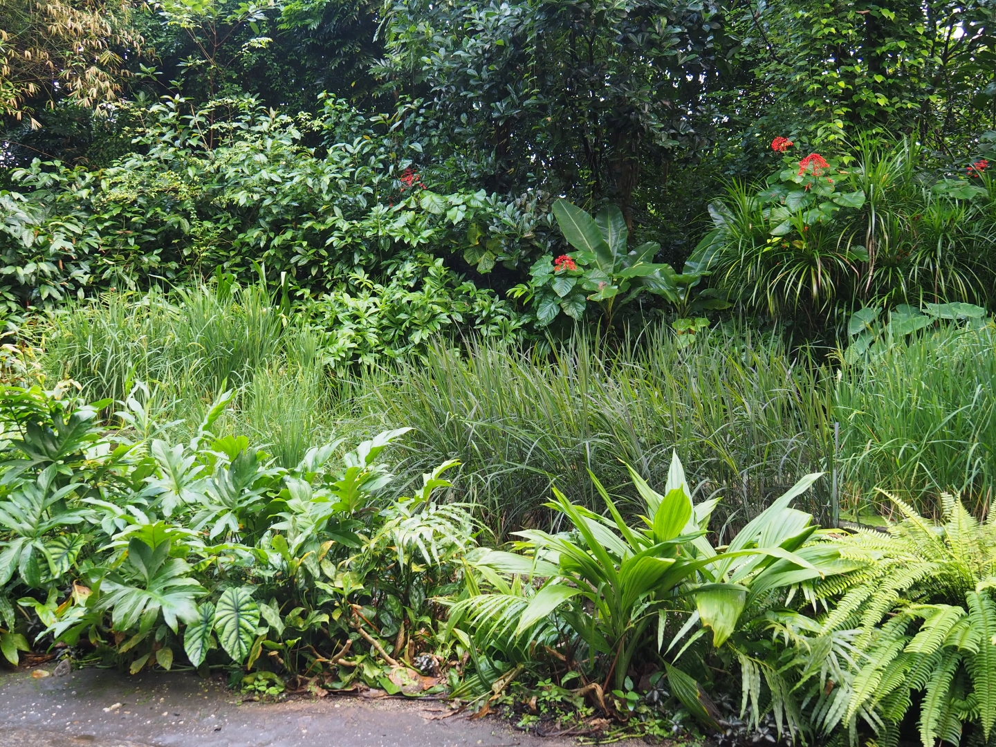 Rice field area (Sep 16th, 2018)