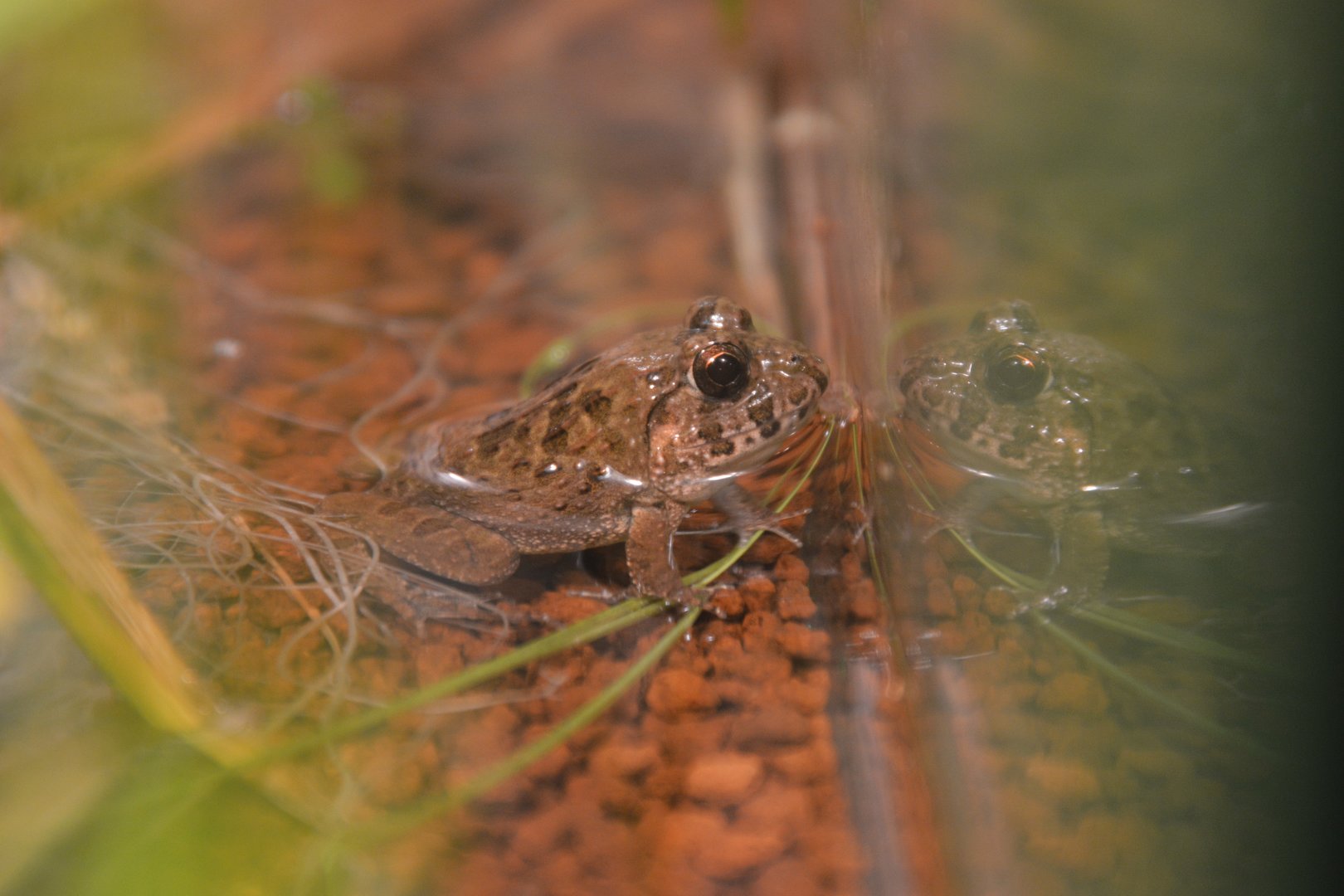 Rice field frog (Fejervarya kawamurai)