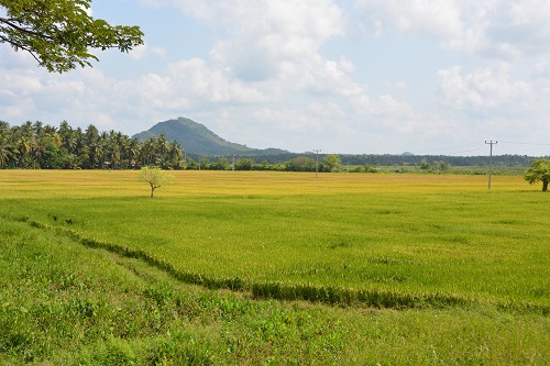 Rice fields